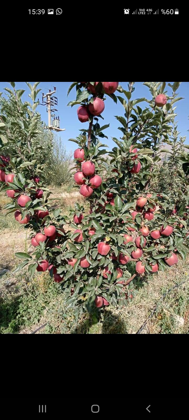 Elma - Mustafa Sönmez tarafından verilen satılık scarlet spur çeşidi elma  ilanını ve diğer satılık elma ilanlarını tarimziraat.com adresinde bulabilirsiniz