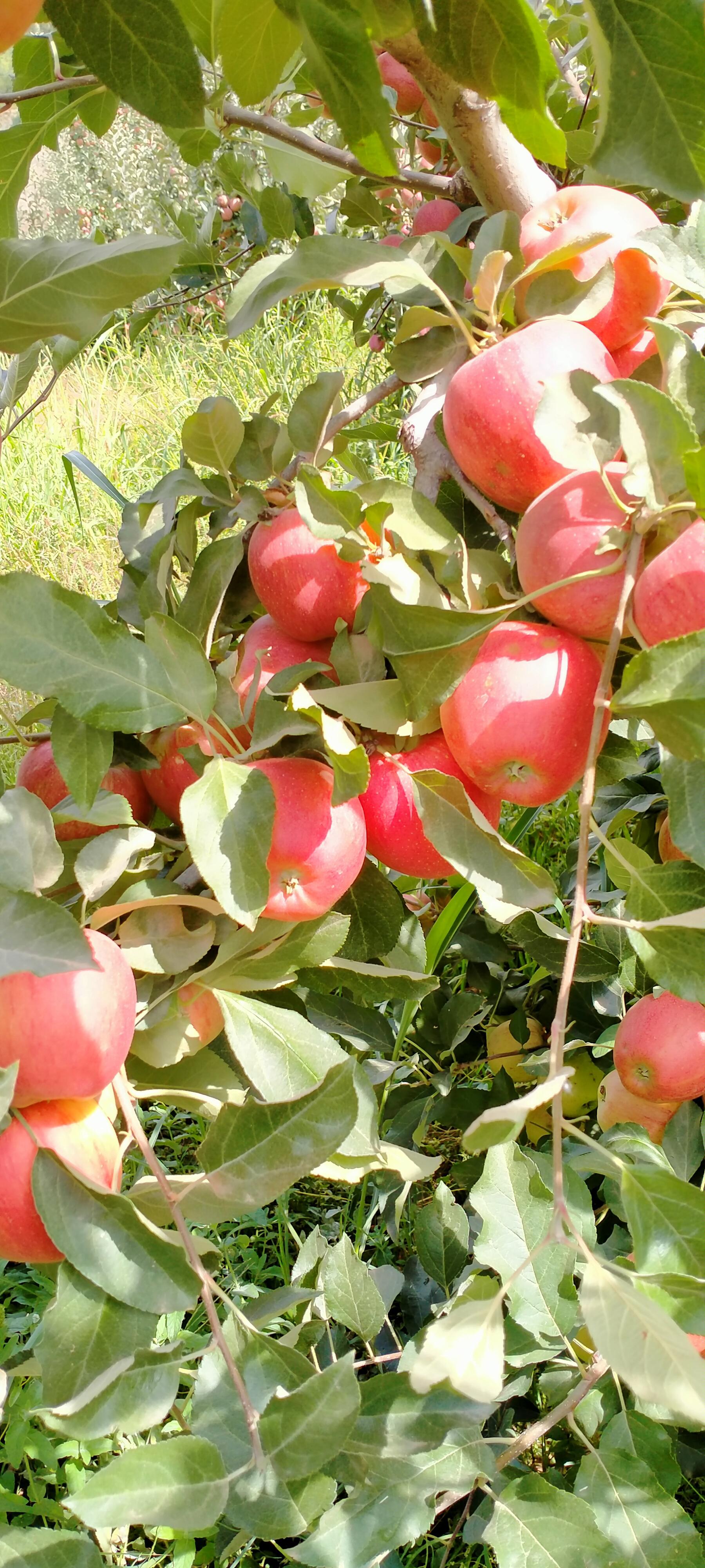 Elma - Ayşegül Sağlam tarafından verilen satılık gala çeşidi elma  ilanını ve diğer satılık elma ilanlarını tarimziraat.com adresinde bulabilirsiniz