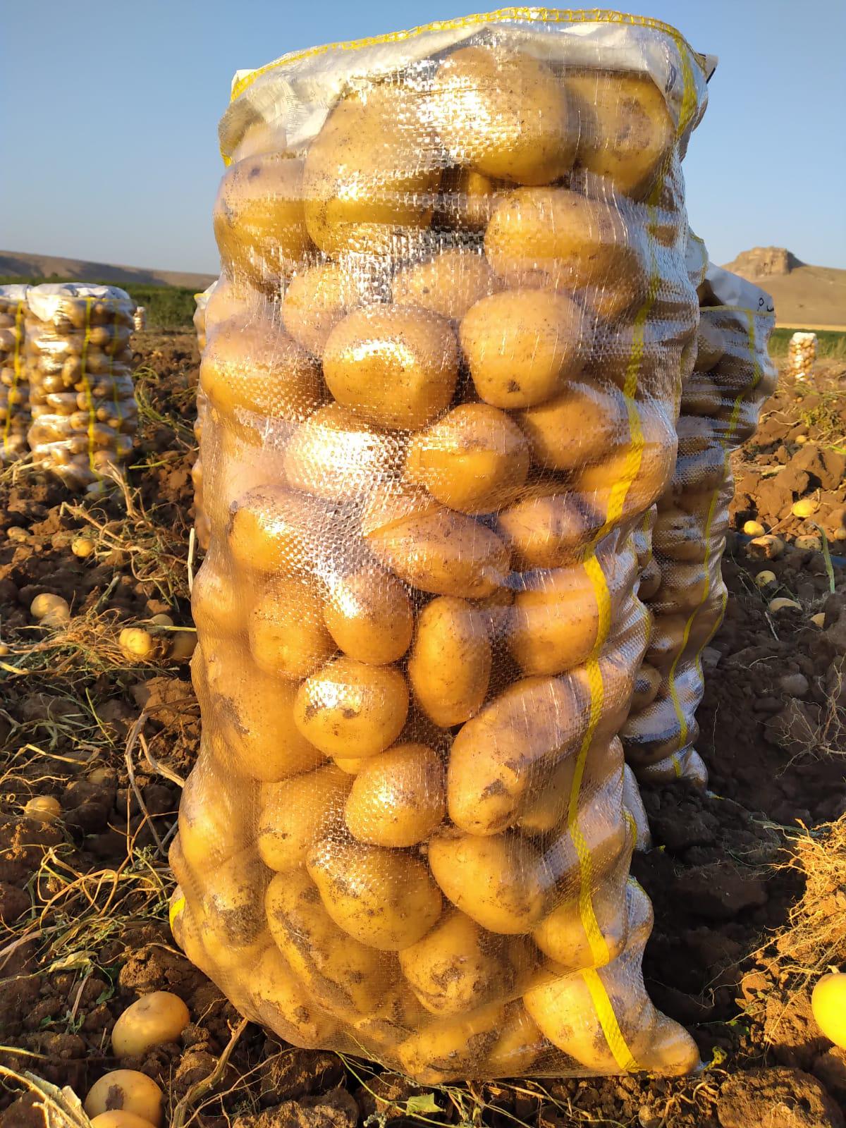 Patates - Üretici Şaban Akkoyun 2300 tl fiyat ile 100.000 kilogram estrella çeşidi patates satmak istiyor