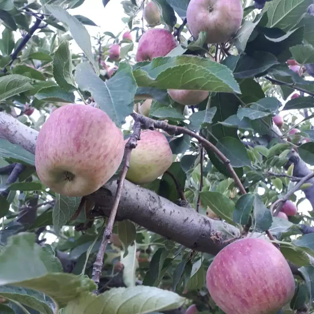 Elma - Mehmet Ali Palabıyık tarafından verilen satılık gala çeşidi elma  ilanını ve diğer satılık elma ilanlarını tarimziraat.com adresinde bulabilirsiniz