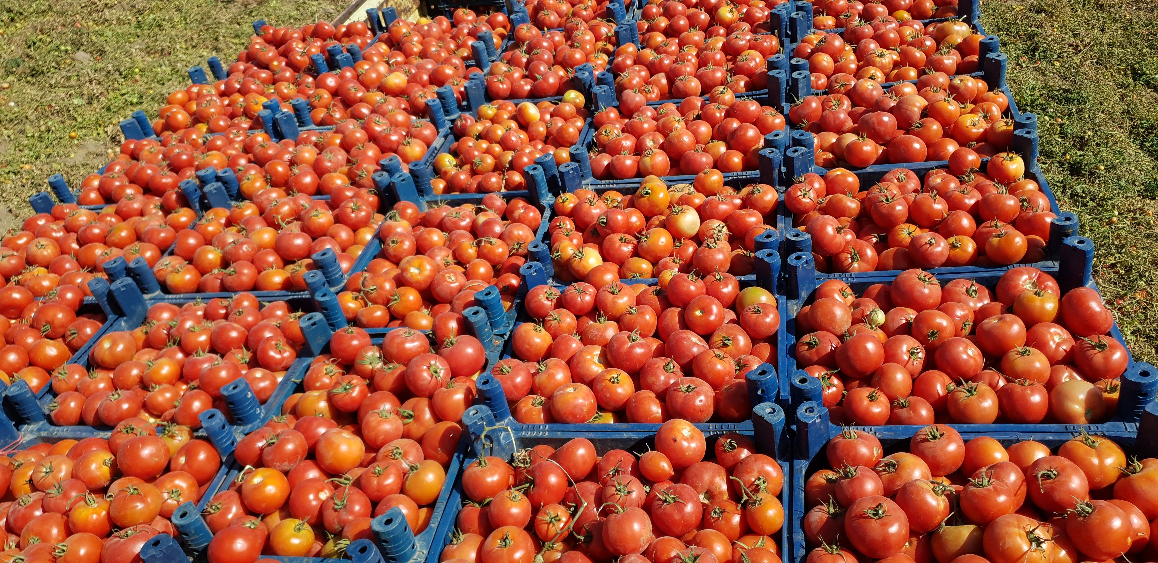 Domates - Kahraman Bozkuş tarafından verilen satılık alsancak rn çeşidi domates  ilanını ve diğer satılık domates ilanlarını tarimziraat.com adresinde bulabilirsiniz