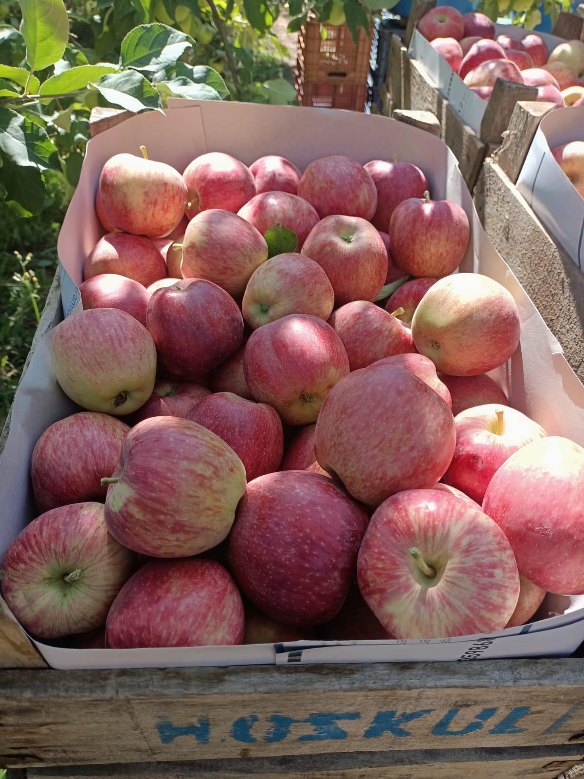 Elma - Harun Genç tarafından verilen satılık elma ilanını ve diğer satılık elma ilanlarını tarimziraat.com adresinde bulabilirsiniz