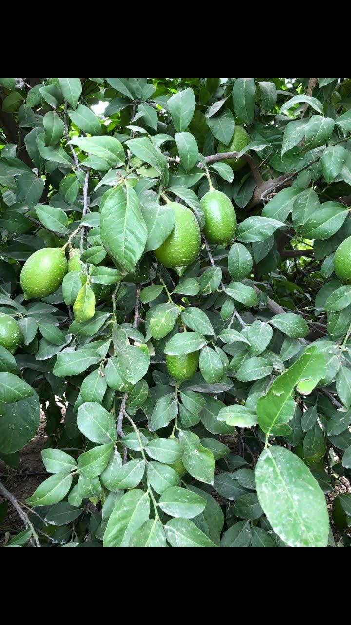 Adana Seyhan Satılık Limon