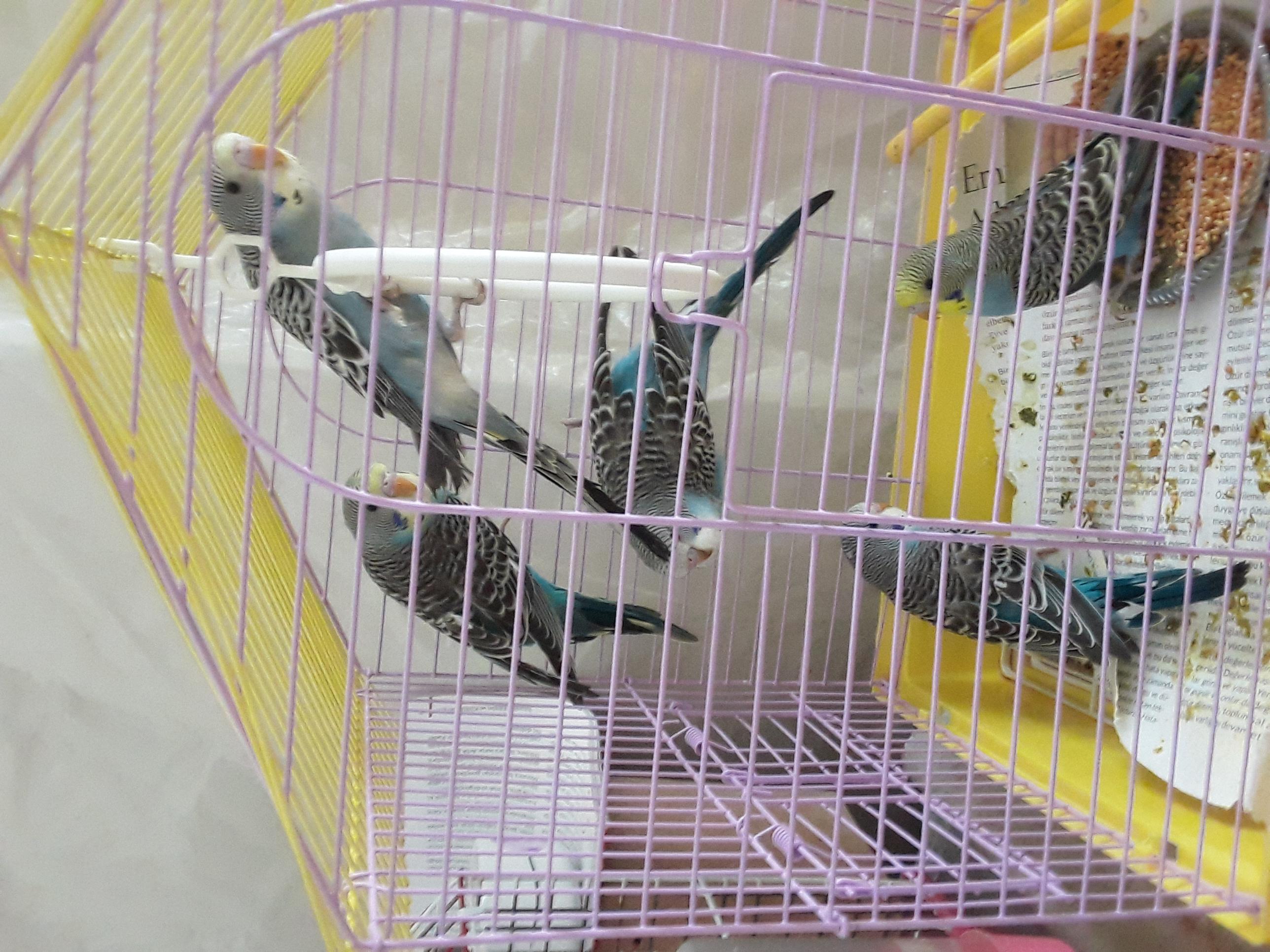 Muhabbet Kuşu - Üretici Serhat Fidan 70 tl fiyat ile 3 adet muhabbet kuşu  satmak istiyor