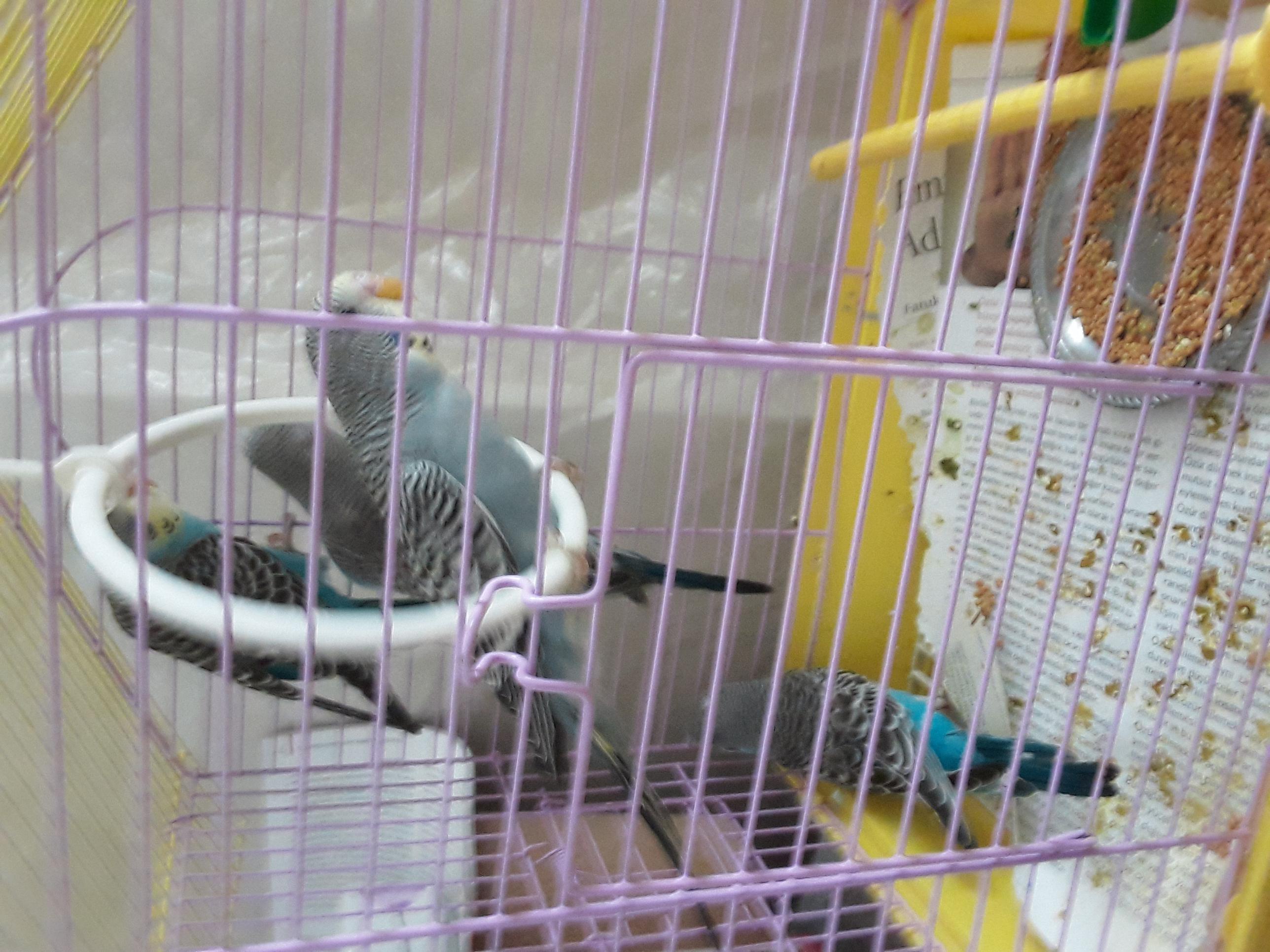 Ankara Akyurt Satılık Muhabbet Kuşu