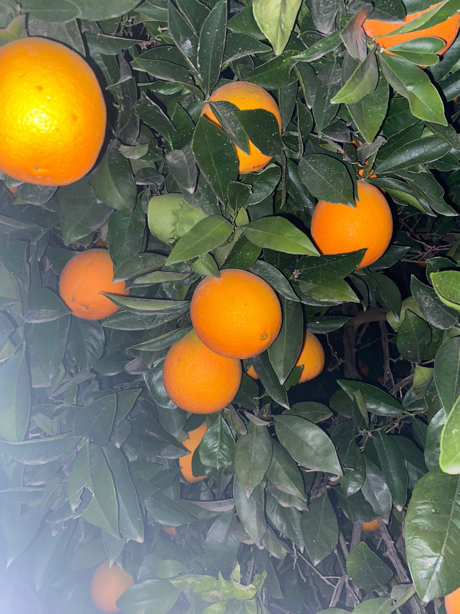 Portakal - Üretici onur TAMDOĞAN 2.2 tl fiyat ile 100.000 kilogram washington navel çeşidi portakal satmak istiyor