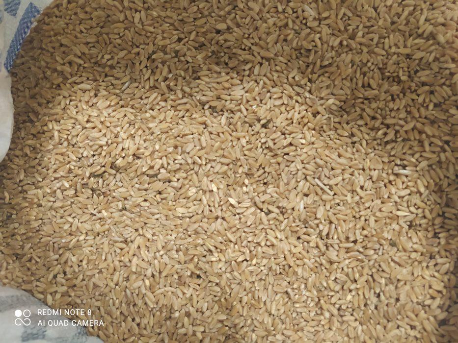 Çanakkale Bayramiç Satılık Buğday (Ekmeklik)