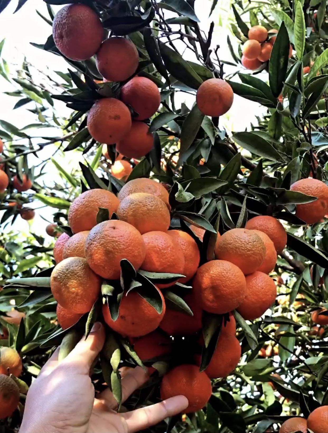 Mandalina - Üretici Ahmet Bahçeci 1.8 tl fiyat ile 110.000 kilogram fremont çeşidi mandalina satmak istiyor
