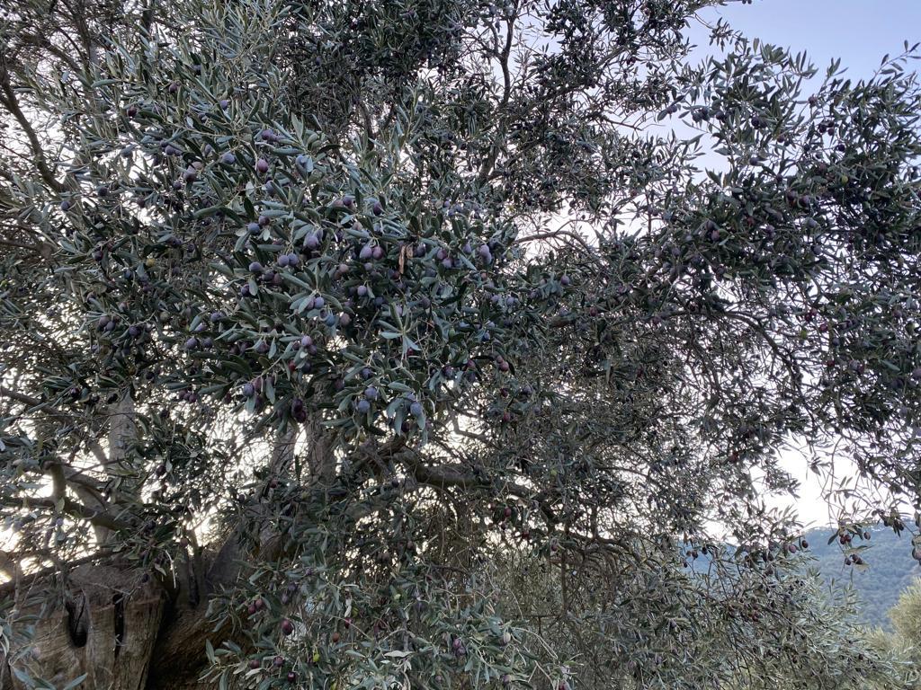 Gökmen Köksal Satılık Zeytin - 13.01.2022