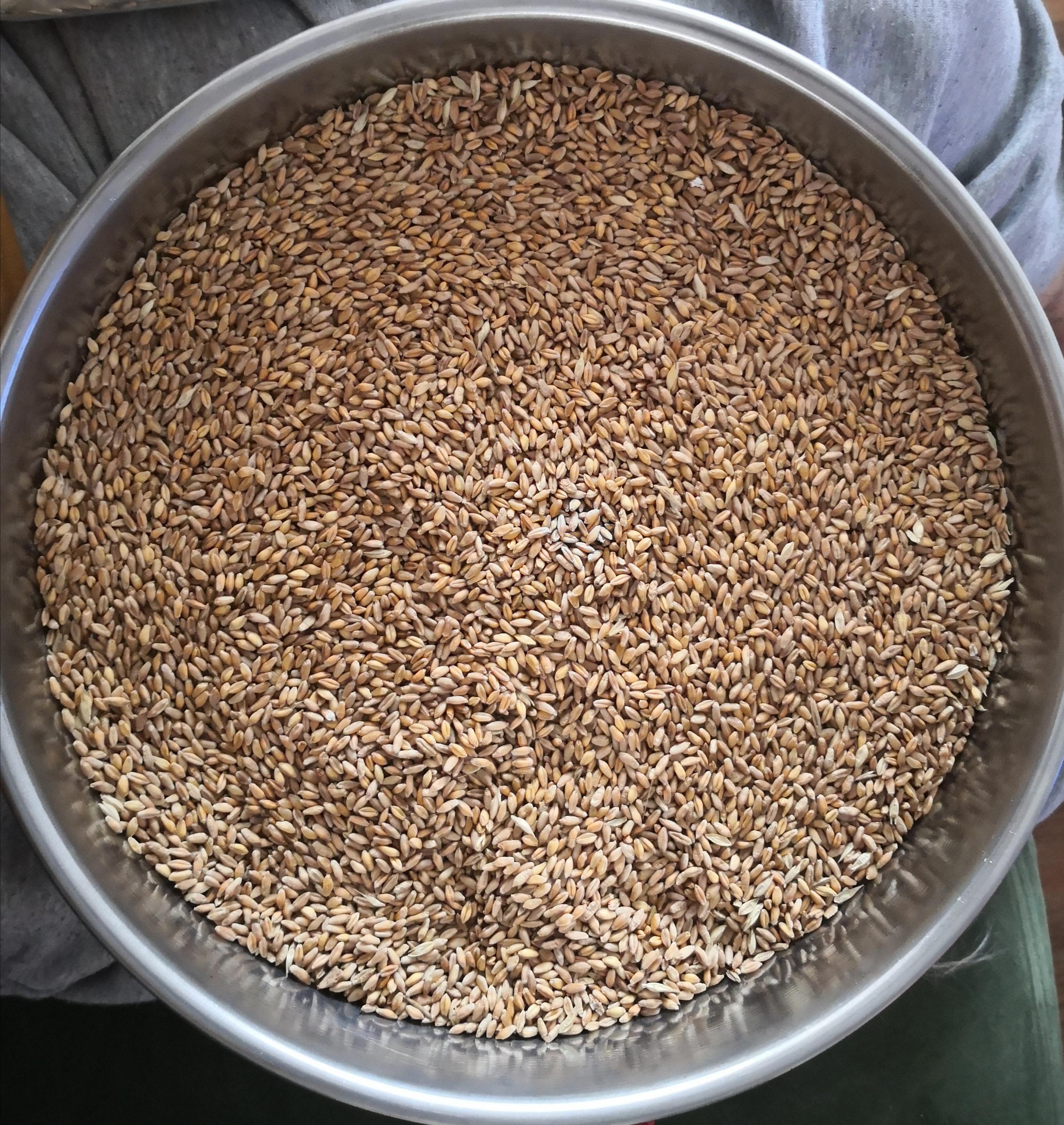 Çanakkale Çan Satılık Buğday (Ekmeklik) tohumu