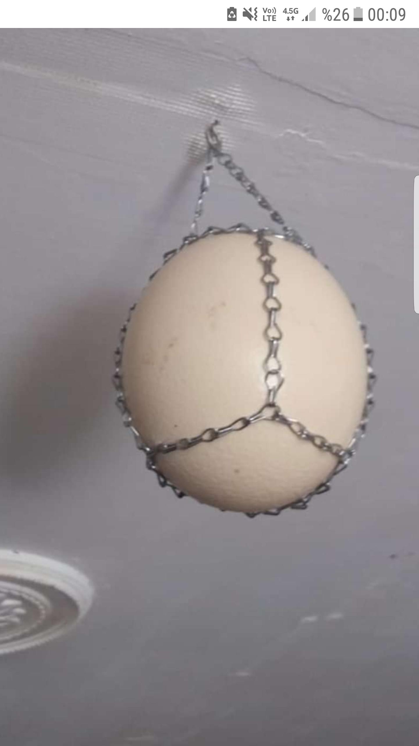 Deve Kuşu yumurtası - Osman Arslan tarafından verilen satılık deve kuşu yumurtası ilanını ve diğer satılık deve kuşu yumurtası ilanlarını tarimziraat.com adresinde bulabilirsiniz