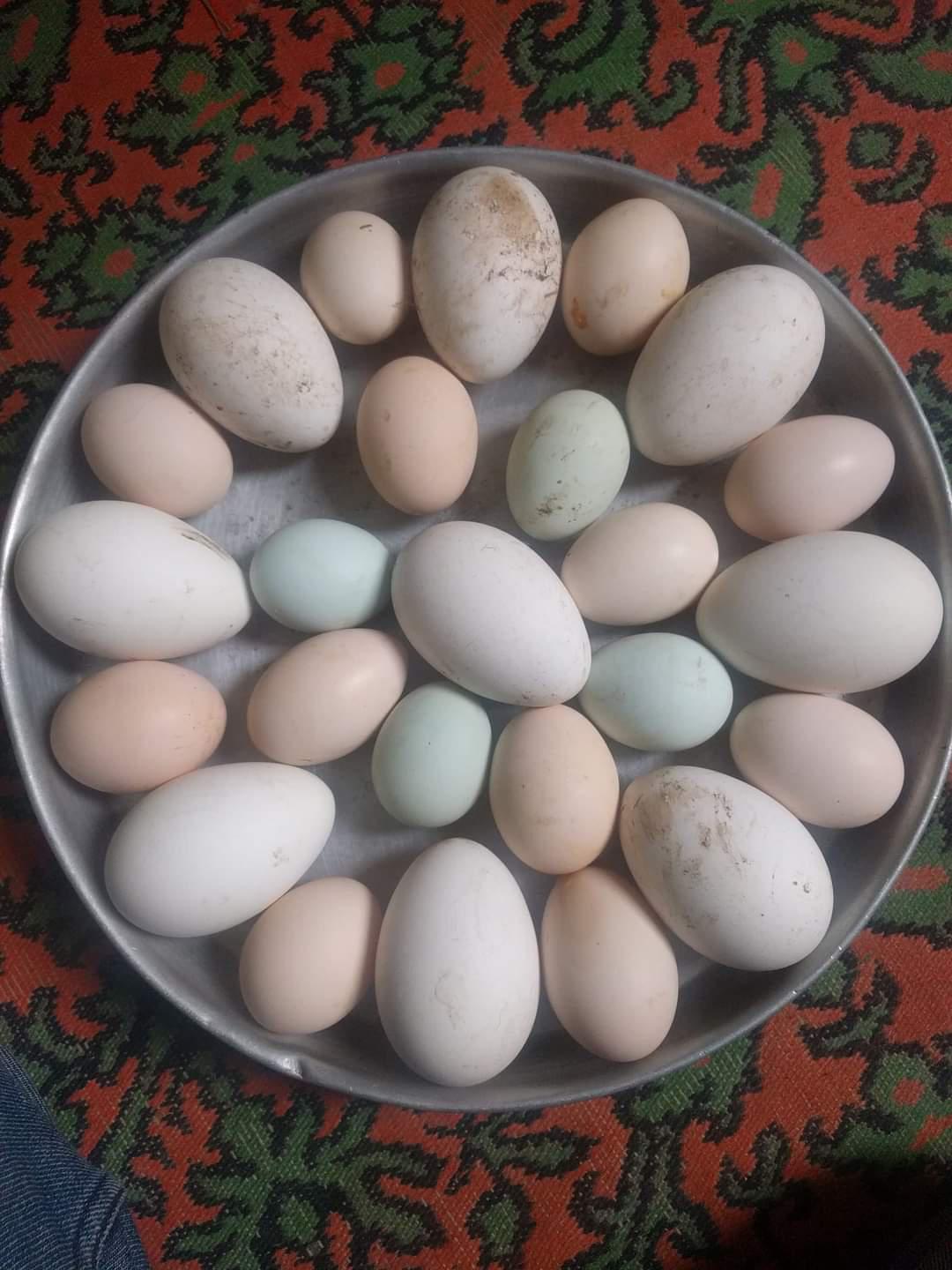 İzmir Ödemiş Satılık Kaz yumurtası