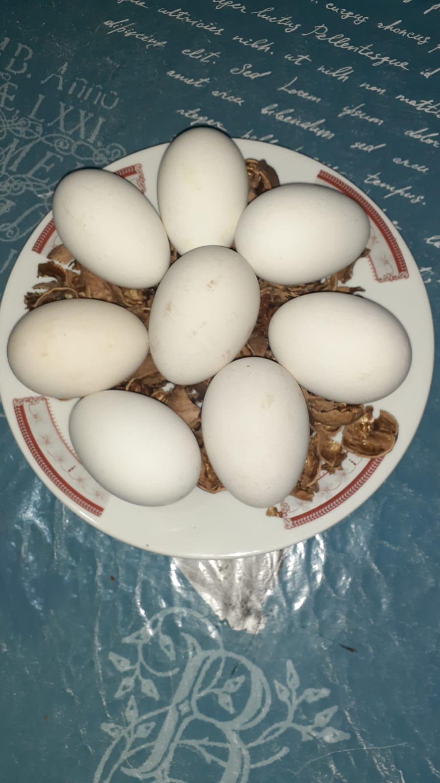Kaz yumurtası - Üretici Gül Aydın Yilmaz 20 tl fiyat ile 40 adet kaz yumurtası  satmak istiyor