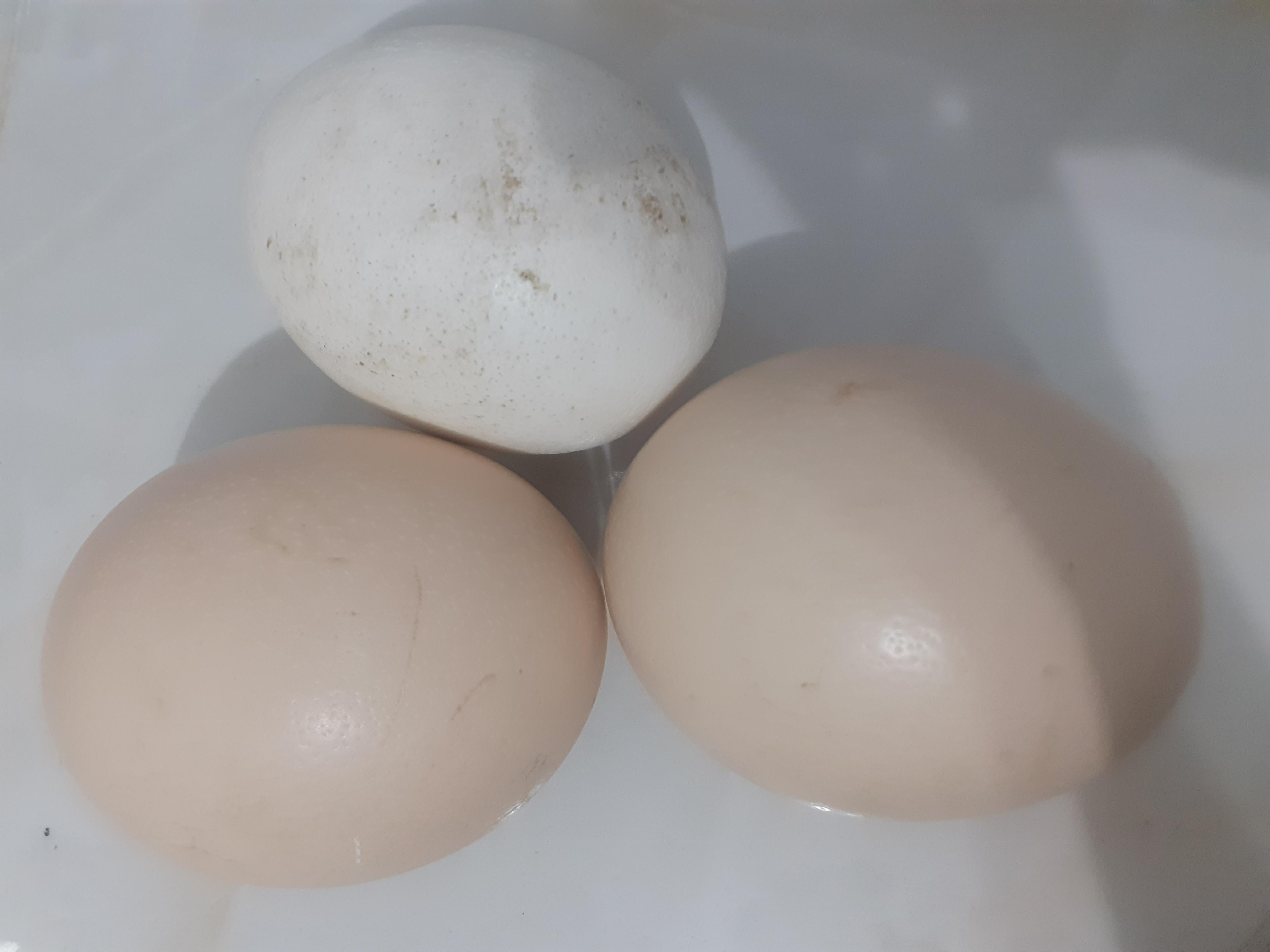 Malatya Yazıhan Satılık Deve Kuşu yumurtası