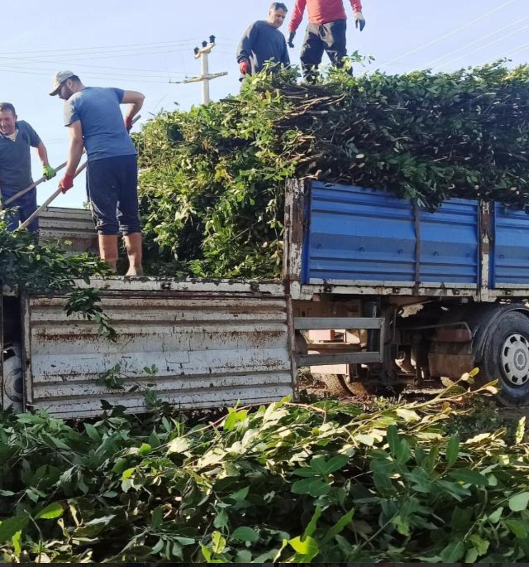 Defne yaprağı - Erkan Özgüraydın tarafından verilen defne yaprağı alım ilanını ve diğer defne yaprağı alım ilanlarını tarimziraat.com adresinde bulabilirsiniz