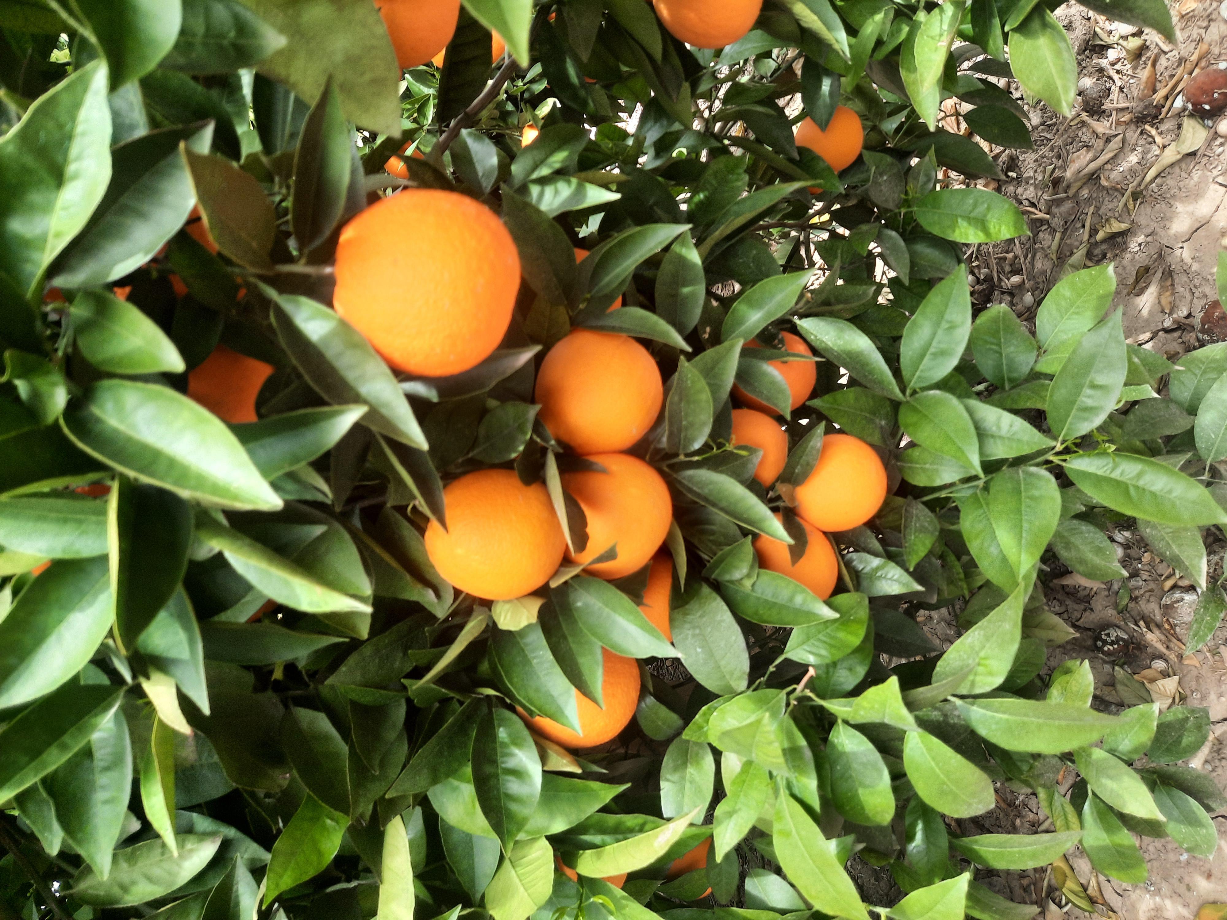 Portakal - İmdat Kılınç tarafından verilen valencia çeşidi portakal alım ilanlarını tarimziraat.com adresinde bulabilirsiniz.