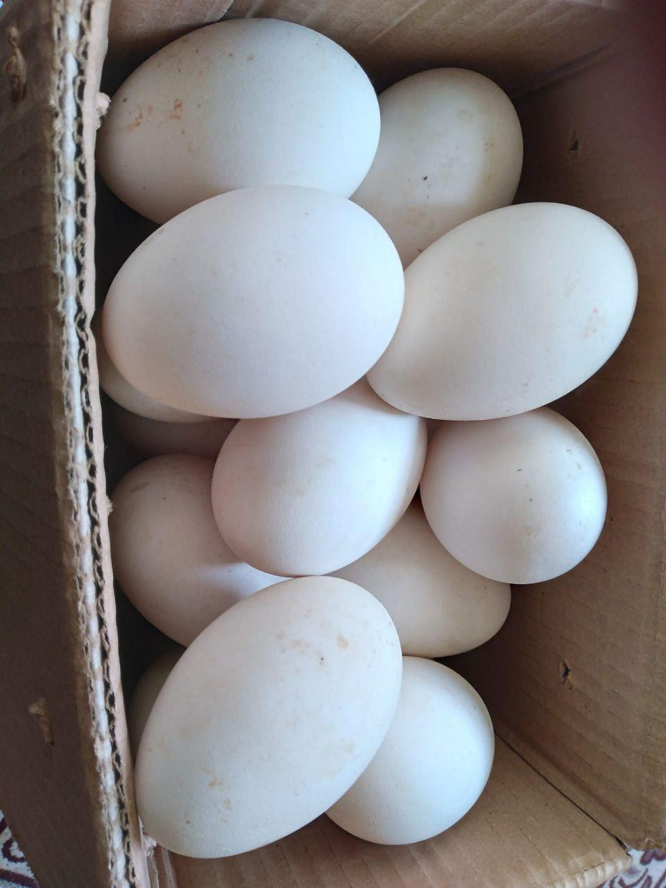 Konya Karatay Satılık Kaz yumurtası