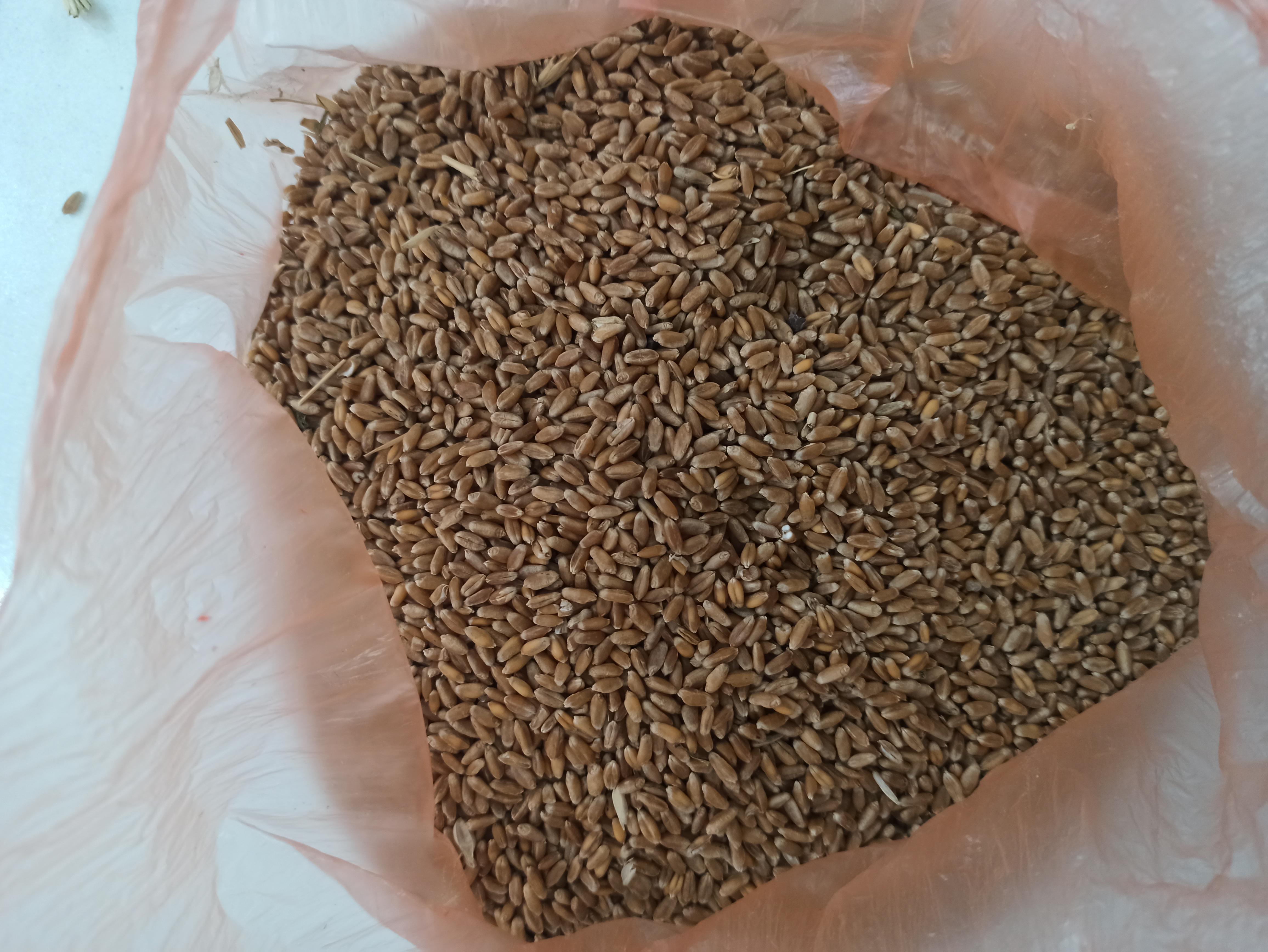 Buğday (Ekmeklik) - Üretici Emre Karaca 6000 tl fiyat ile 50.000 kilogram odeskaya 51 çeşidi buğday (ekmeklik) satmak istiyor