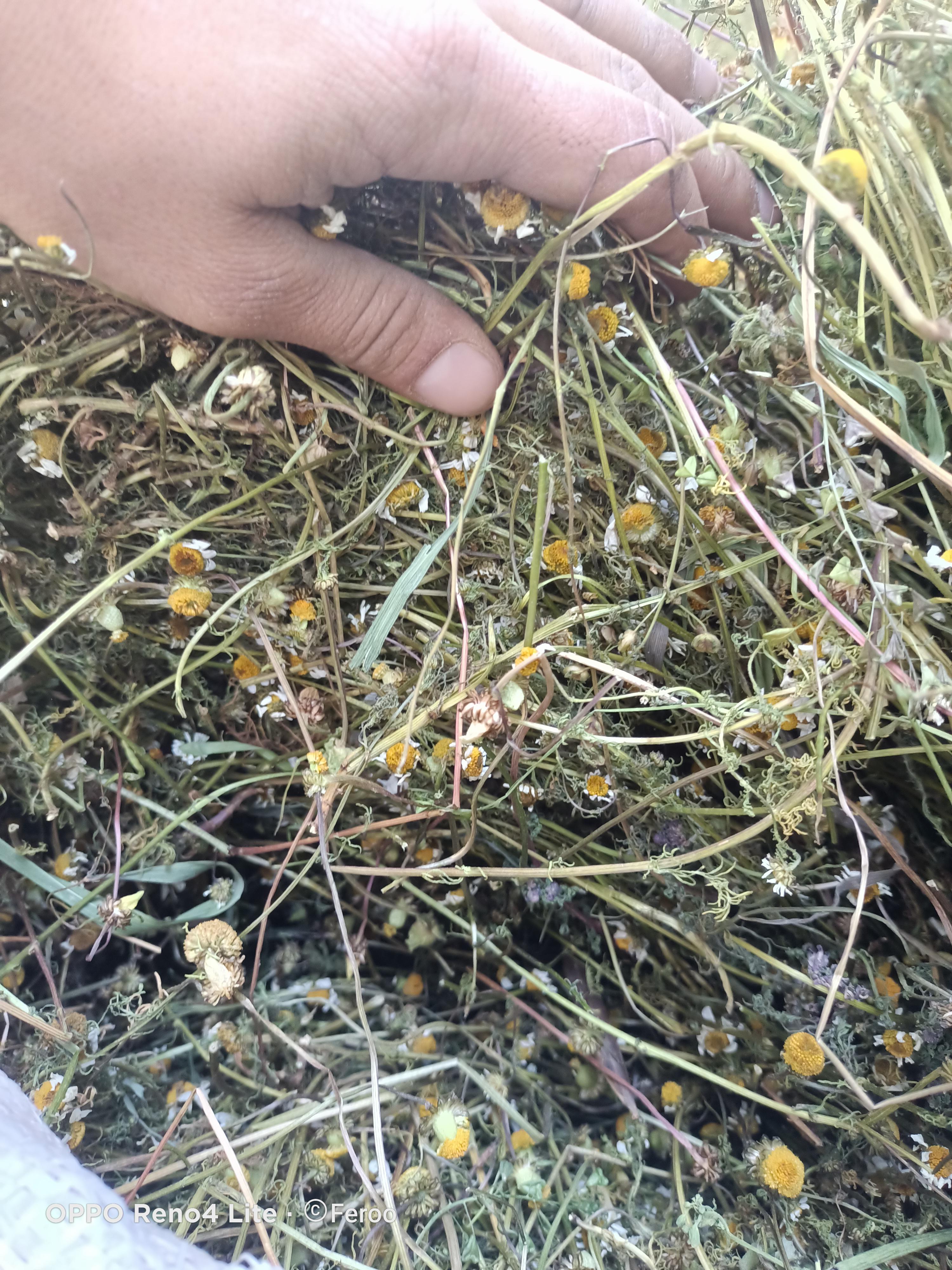 Papatya - Üretici Ferhat Yıldırım 17 tl fiyat ile 1.000 kilogram papatya  satmak istiyor