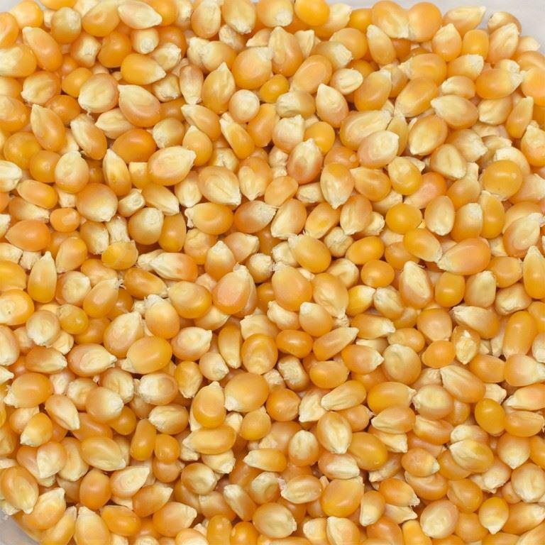 Patlatmalık mısır - Harmas Global tarafından verilen satılık patlatmalık mısır ilanını ve diğer satılık patlatmalık mısır ilanlarını tarimziraat.com adresinde bulabilirsiniz