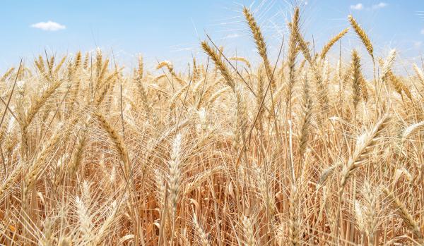 Harmas Global Satılık Buğday (Ekmeklik) tohumu - 01.07.2022