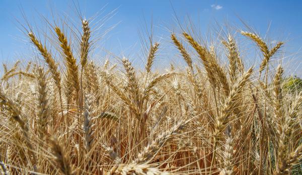 Buğday (Ekmeklik) tohumu - Harmas Global tarafından verilen satılık buğday (ekmeklik) tohumu ilanını ve diğer satılık buğday (ekmeklik) tohumu ilanlarını tarimziraat.com adresinde bulabilirsiniz