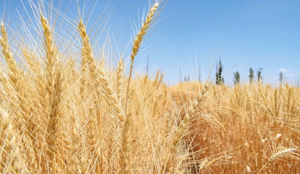 Buğday (Ekmeklik) tohumu - Harmas Global tarafından verilen satılık karahan-99 çeşidi buğday (ekmeklik) tohumu  ilanını ve diğer satılık buğday (ekmeklik) tohumu ilanlarını tarimziraat.com adresinde bulabilirsiniz