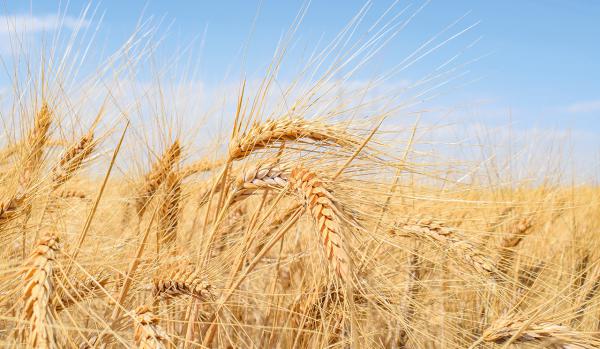 Harmas Global Satılık Buğday (Makarnalık) tohumu - 01.07.2022