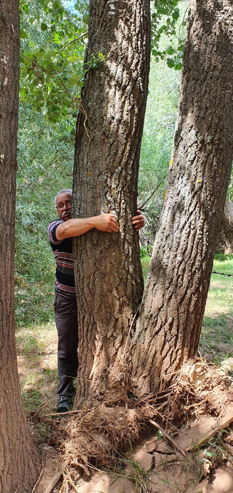 Kavak ağacı - Ahmet Çamdal tarafından verilen satılık kavak ağacı ilanını ve diğer satılık kavak ağacı ilanlarını tarimziraat.com adresinde bulabilirsiniz