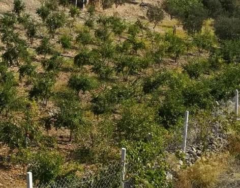 Nar - Munise Keskinler tarafından verilen satılık nar ilanını ve diğer satılık nar ilanlarını tarimziraat.com adresinde bulabilirsiniz