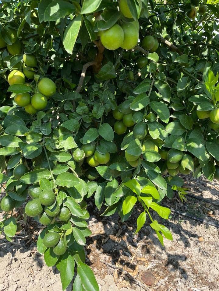 Adana Karataş Satılık Limon