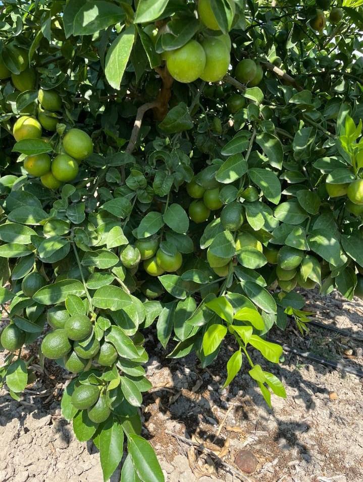 Limon - Limon Bebeli tarafından verilen satılık meyer çeşidi limon  ilanını ve diğer satılık limon ilanlarını tarimziraat.com adresinde bulabilirsiniz
