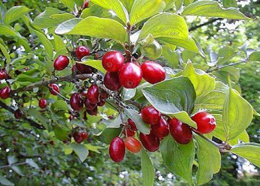 Kızılcık - Sercan Karahaydar tarafından verilen satılık kızılcık ilanını ve diğer satılık kızılcık ilanlarını tarimziraat.com adresinde bulabilirsiniz