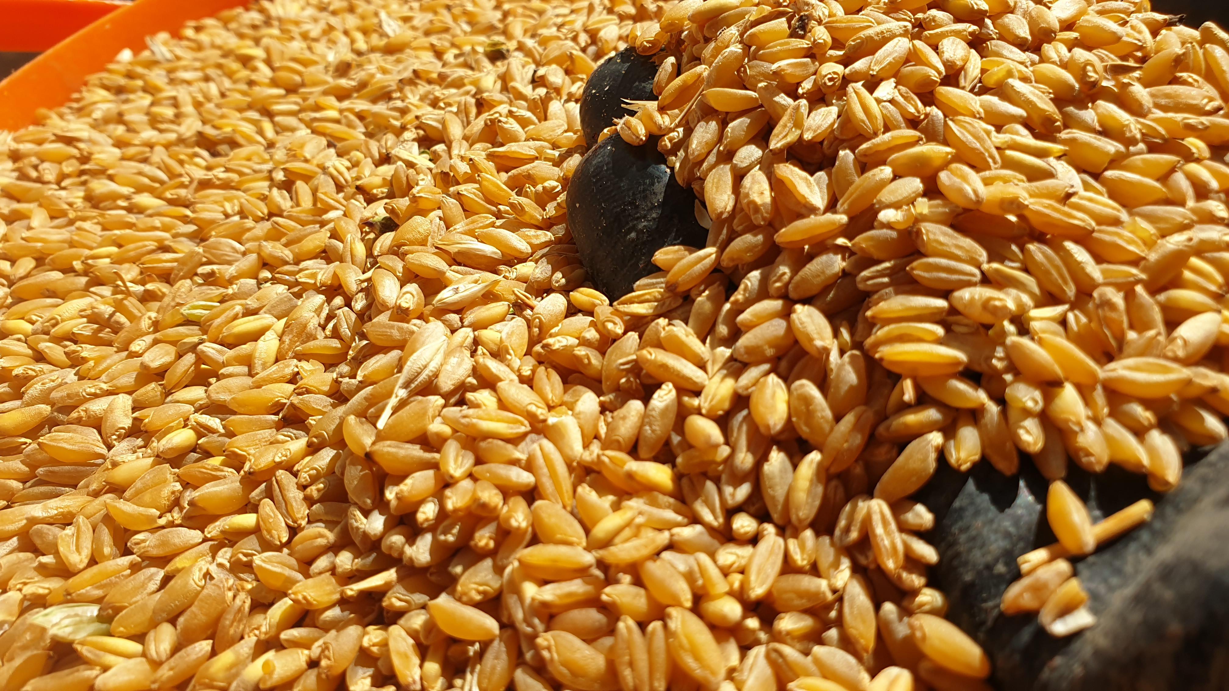 Buğday (Makarnalık) - Mahmut Güngör tarafından verilen satılık kızıltan-91 çeşidi buğday (makarnalık)  ilanını ve diğer satılık buğday (makarnalık) ilanlarını tarimziraat.com adresinde bulabilirsiniz