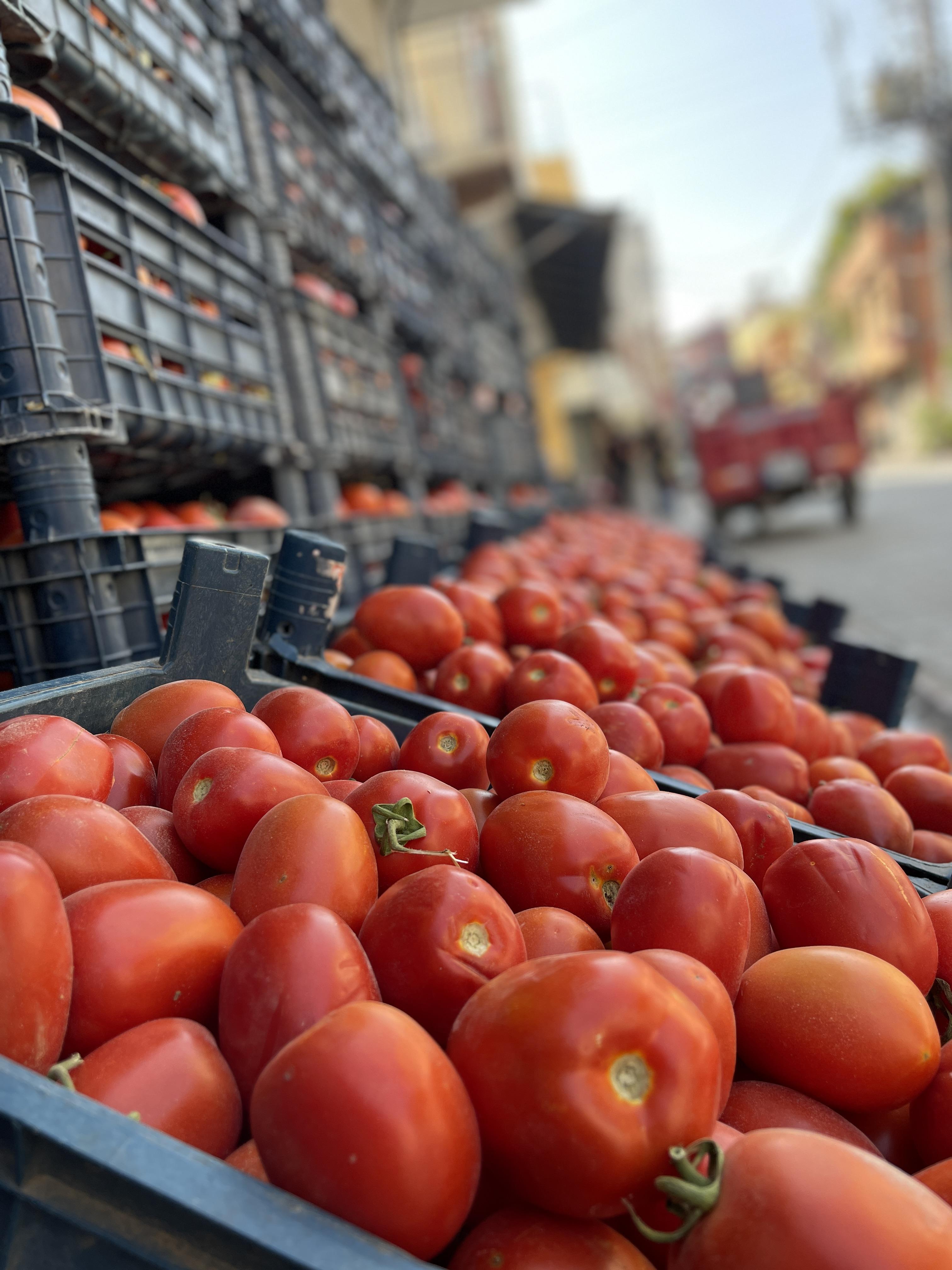 Domates - Kadir Arslan tarafından verilen satılık domates ilanını ve diğer satılık domates ilanlarını tarimziraat.com adresinde bulabilirsiniz