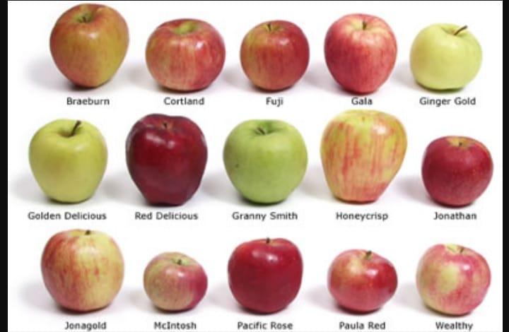 Elma - Rafea Altoma tarafından verilen satılık elma ilanını ve diğer satılık elma ilanlarını tarimziraat.com adresinde bulabilirsiniz