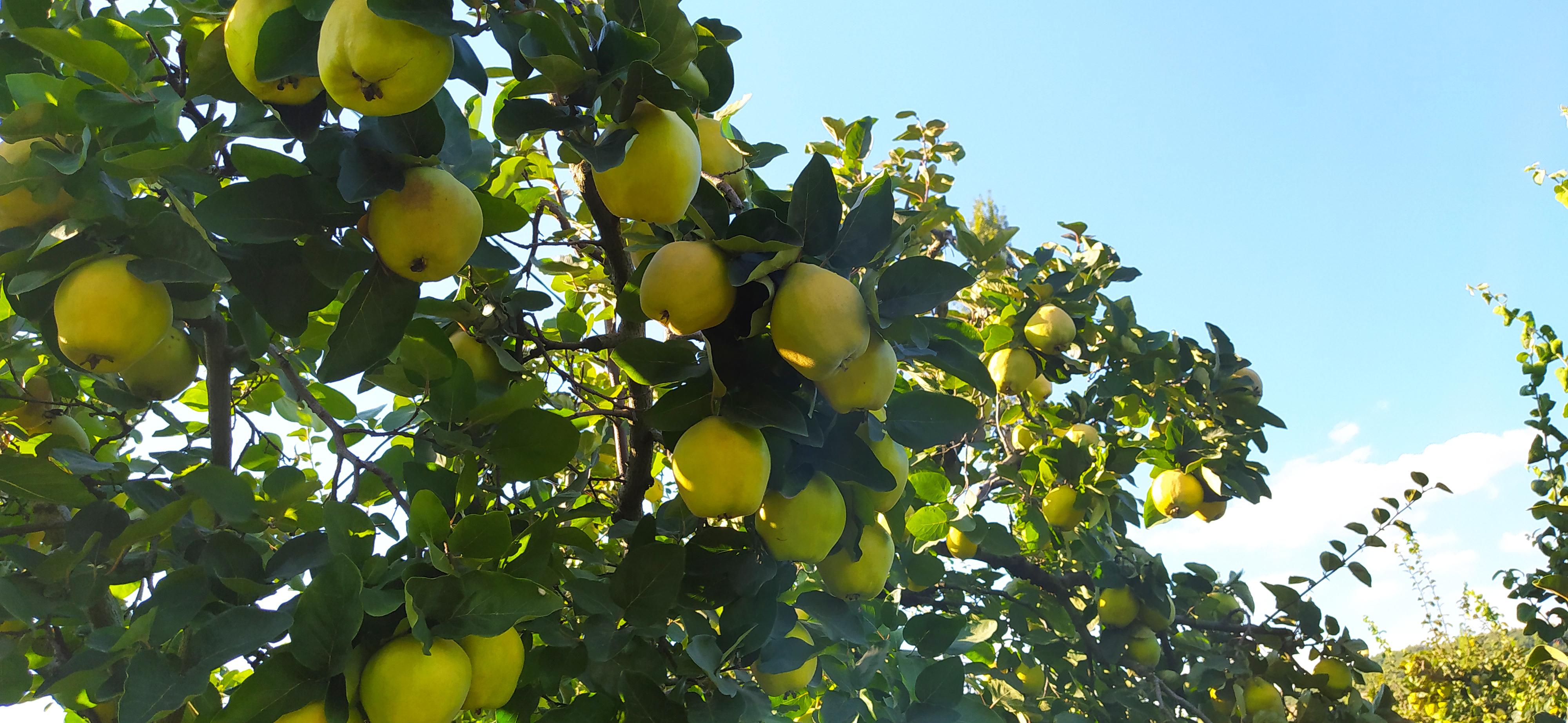 Ayva - Engincan Çoban tarafından verilen satılık limon çeşidi ayva  ilanını ve diğer satılık ayva ilanlarını tarimziraat.com adresinde bulabilirsiniz
