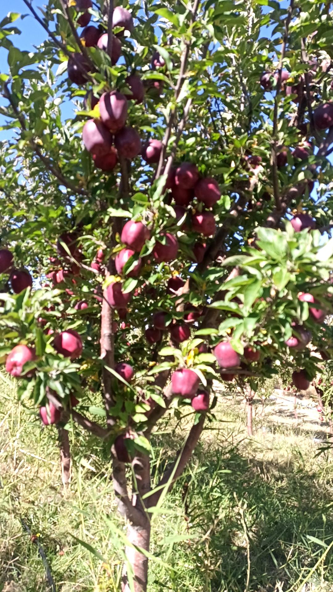 Elma - Mehmet İlhan tarafından verilen satılık scarlet spur çeşidi elma  ilanını ve diğer satılık elma ilanlarını tarimziraat.com adresinde bulabilirsiniz