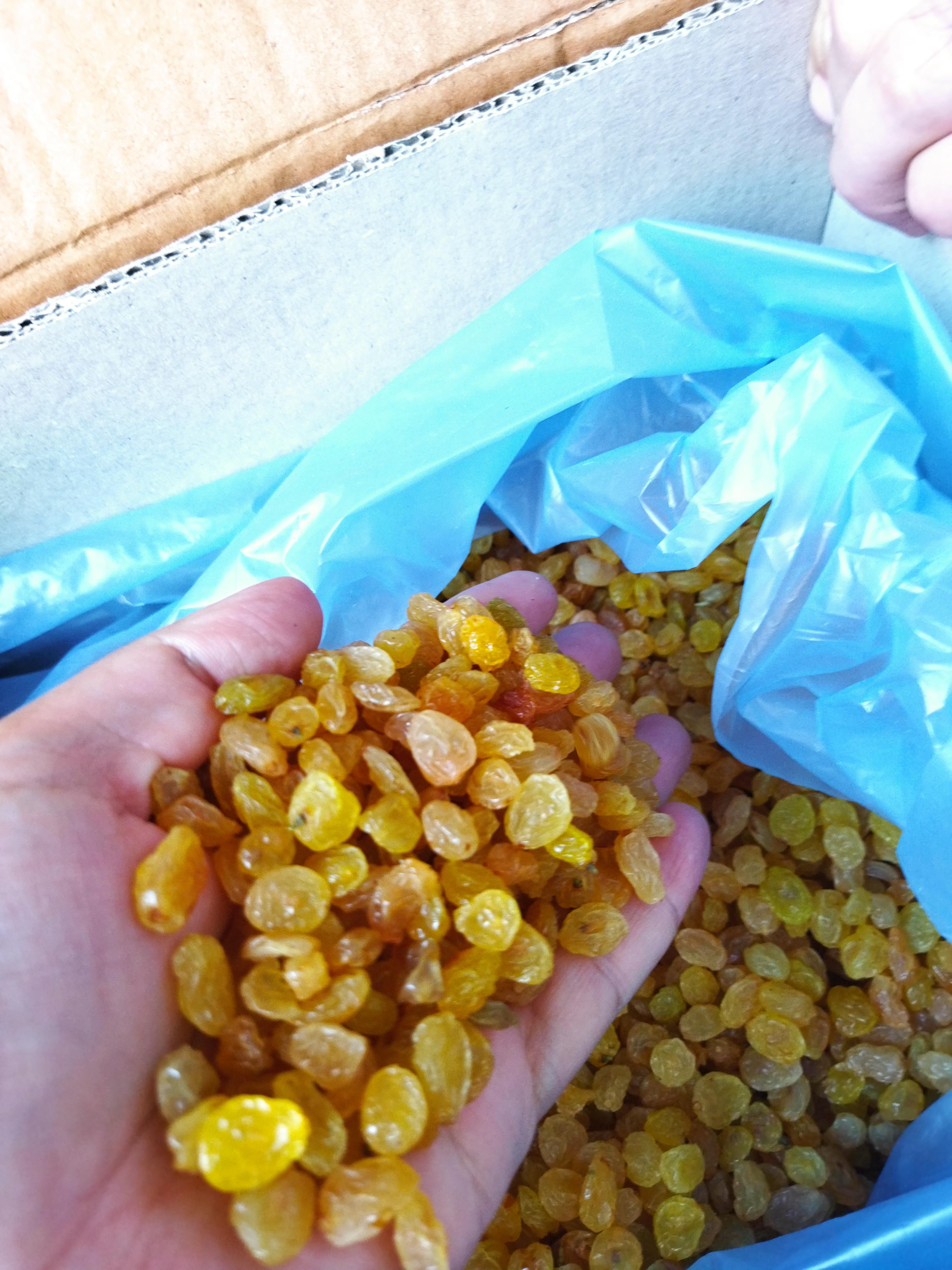 Kuru Üzüm - Anvar Şaripov tarafından verilen satılık altın sultani çeşidi kuru üzüm  ilanını ve diğer satılık kuru üzüm ilanlarını tarimziraat.com adresinde bulabilirsiniz