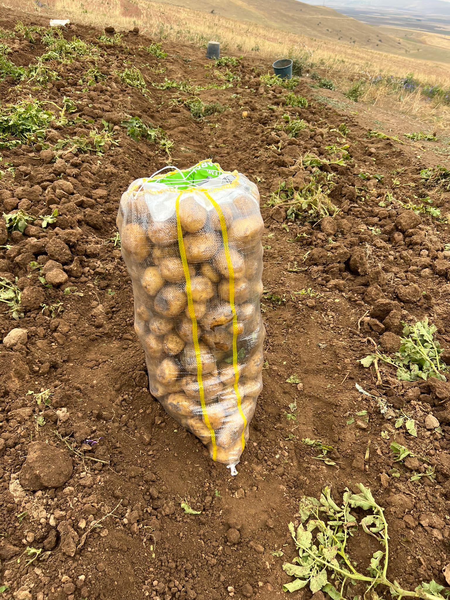 Patates - Selçuk Babahan tarafından verilen satılık melody çeşidi patates  ilanını ve diğer satılık patates ilanlarını tarimziraat.com adresinde bulabilirsiniz