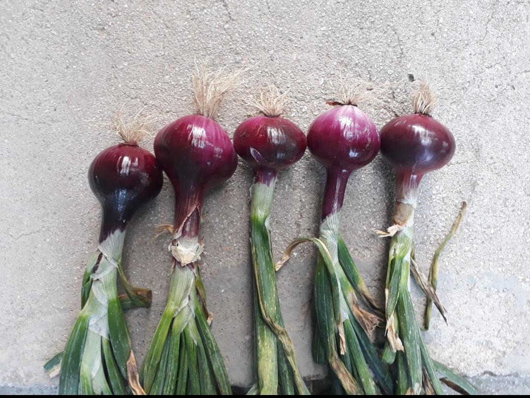 Çorum Alaca Satılık Kuru Soğan