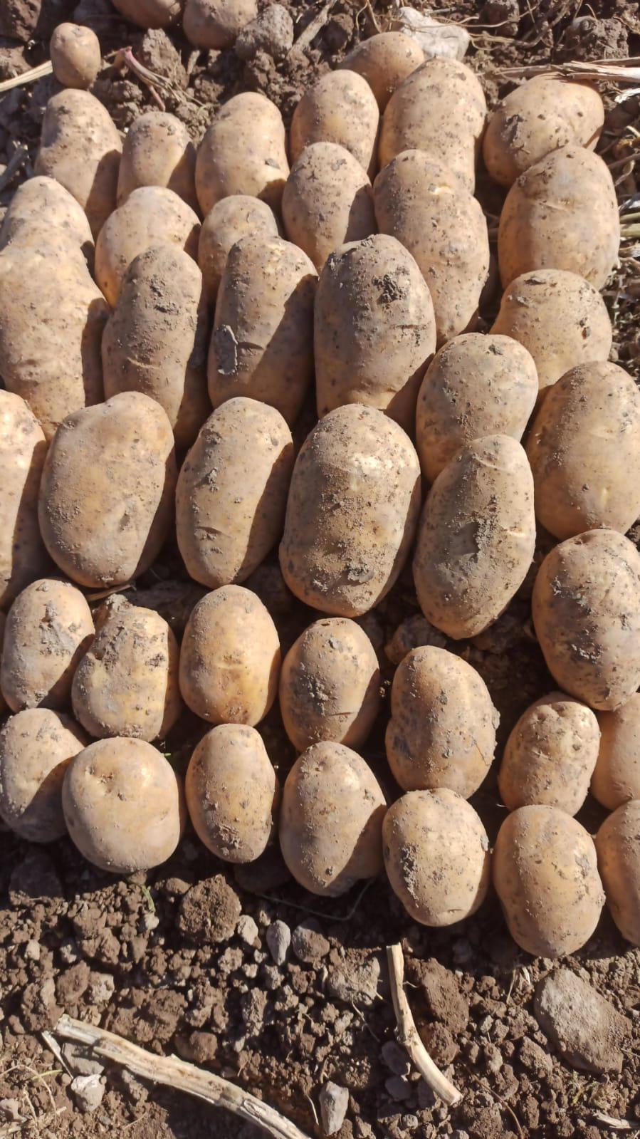 Patates - Hasan Kayacan tarafından verilen satılık agria çeşidi patates  ilanını ve diğer satılık patates ilanlarını tarimziraat.com adresinde bulabilirsiniz