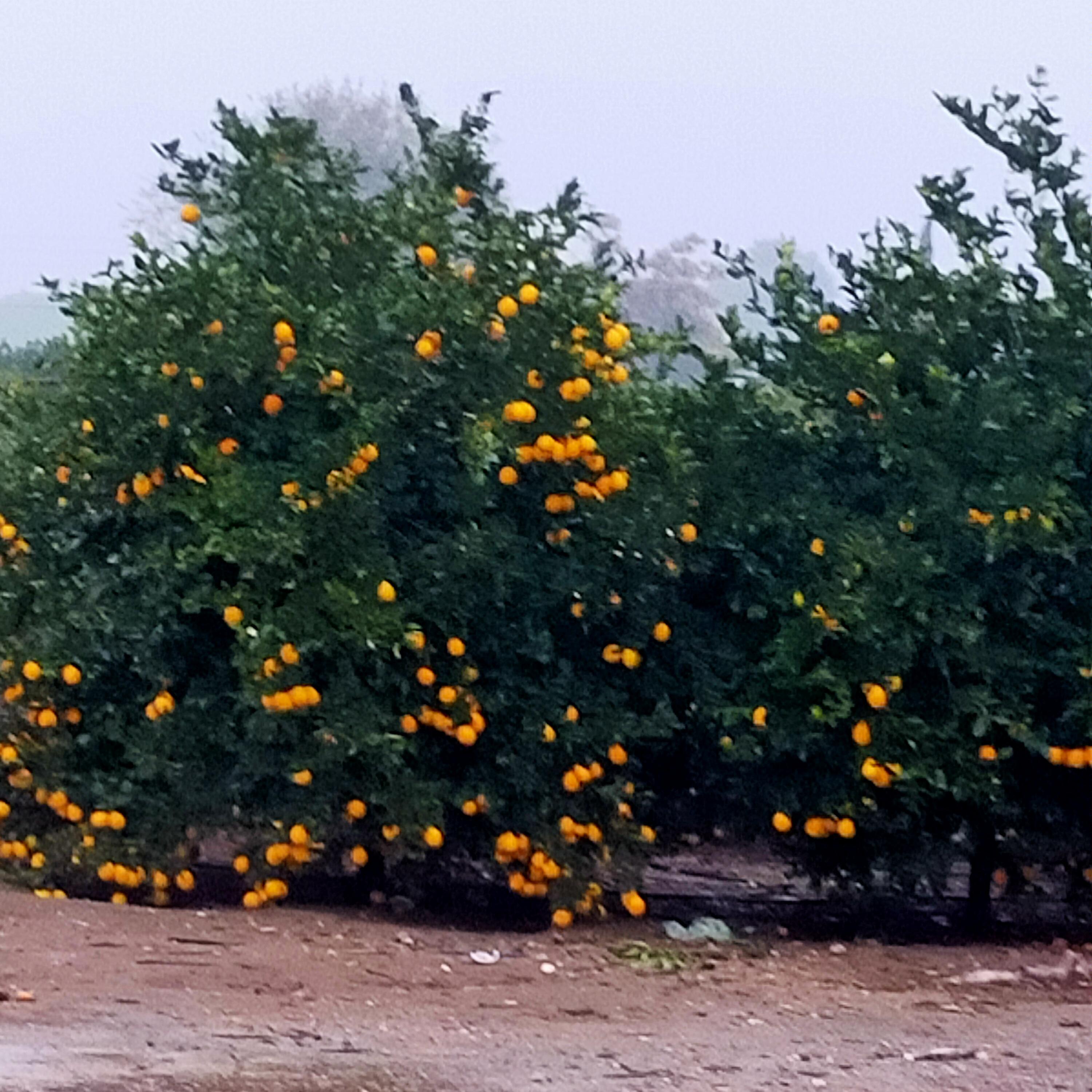 Ali Püsküllü Satılık Limon - 11.12.2022