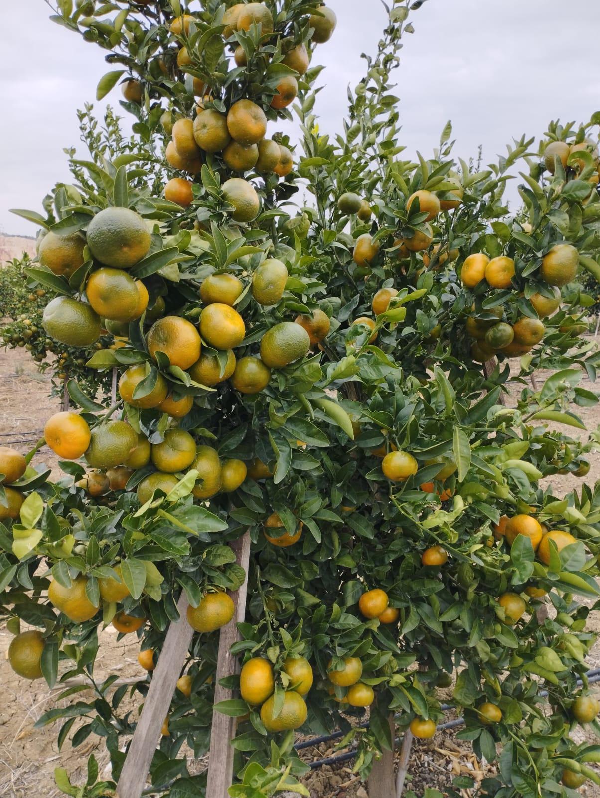 Limon - Aykut Kanyılmaz tarafından verilen satılık lamas çeşidi limon  ilanını ve diğer satılık limon ilanlarını tarimziraat.com adresinde bulabilirsiniz