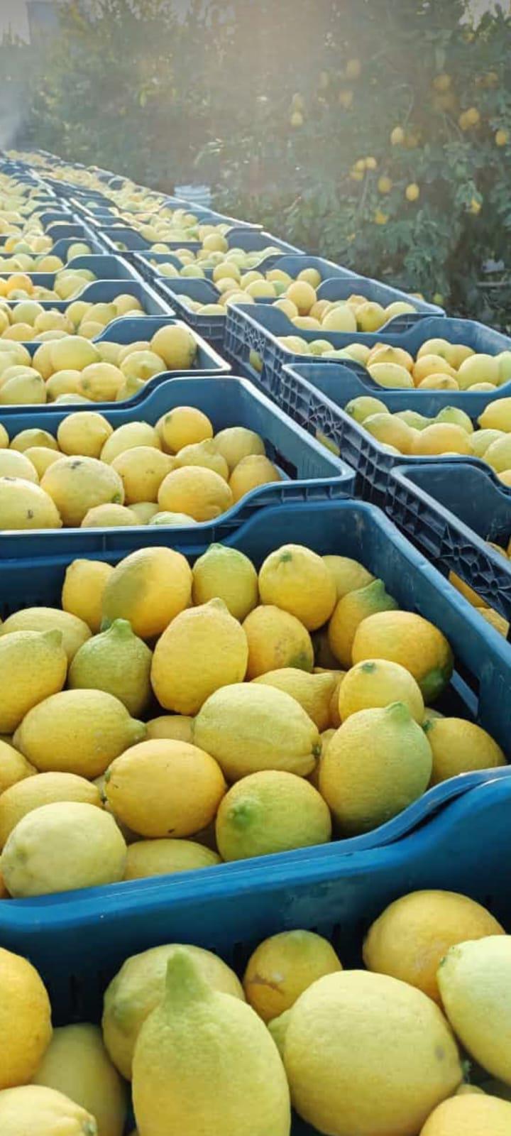 Mersin Akdeniz Satılık Limon