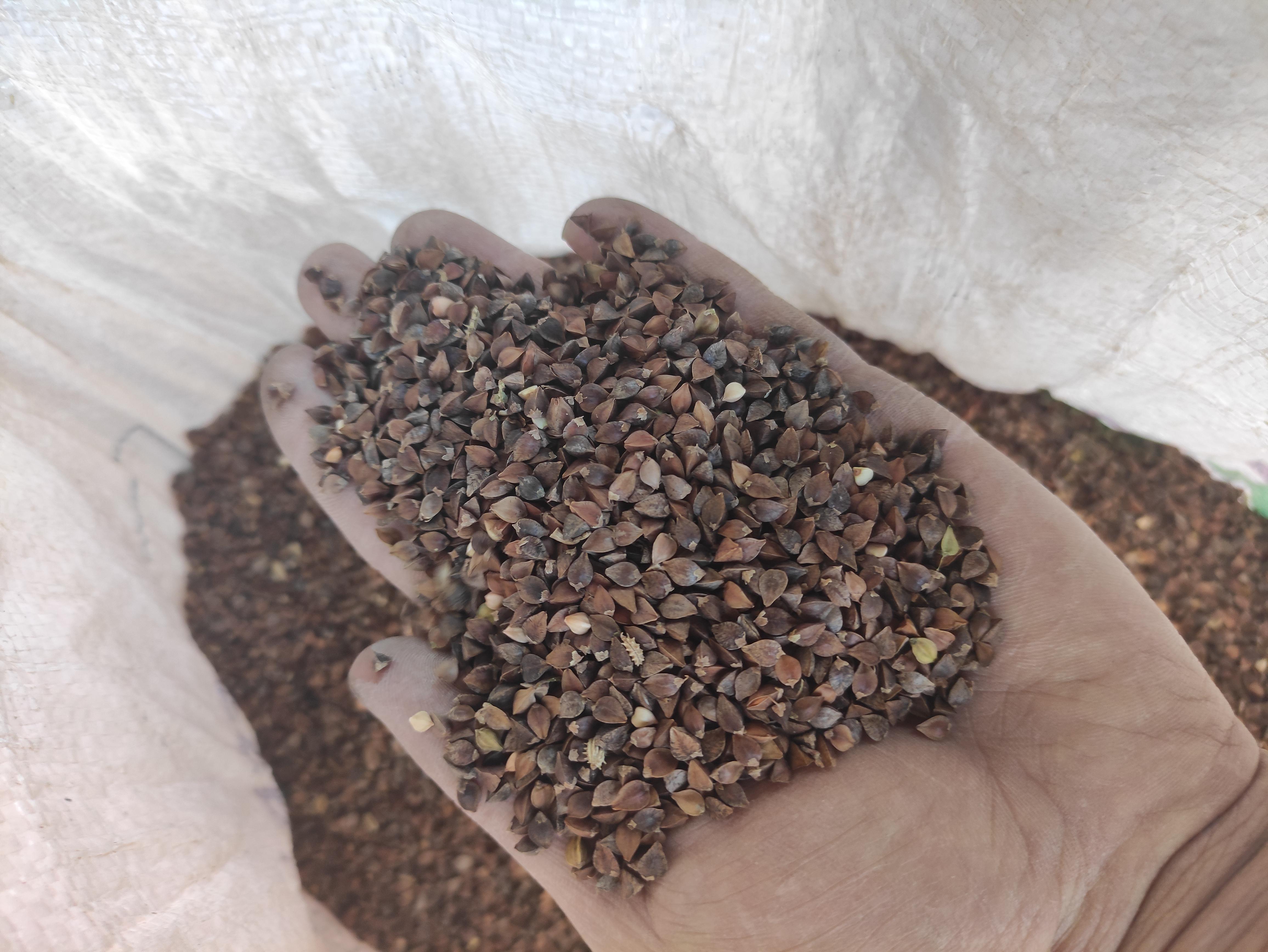 Karabuğday tohumu - Emre Korkusuz tarafından verilen satılık güneş çeşidi karabuğday tohumu  ilanını ve diğer satılık karabuğday tohumu ilanlarını tarimziraat.com adresinde bulabilirsiniz