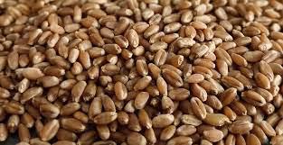 Buğday (Ekmeklik) - Muhiddin Çetintepe tarafından verilen satılık buğday (ekmeklik) ilanını ve diğer satılık buğday (ekmeklik) ilanlarını tarimziraat.com adresinde bulabilirsiniz