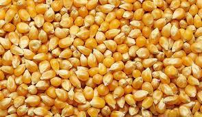 Mısır Dane - Muhiddin Çetintepe tarafından verilen satılık mısır dane ilanını ve diğer satılık mısır dane ilanlarını tarimziraat.com adresinde bulabilirsiniz