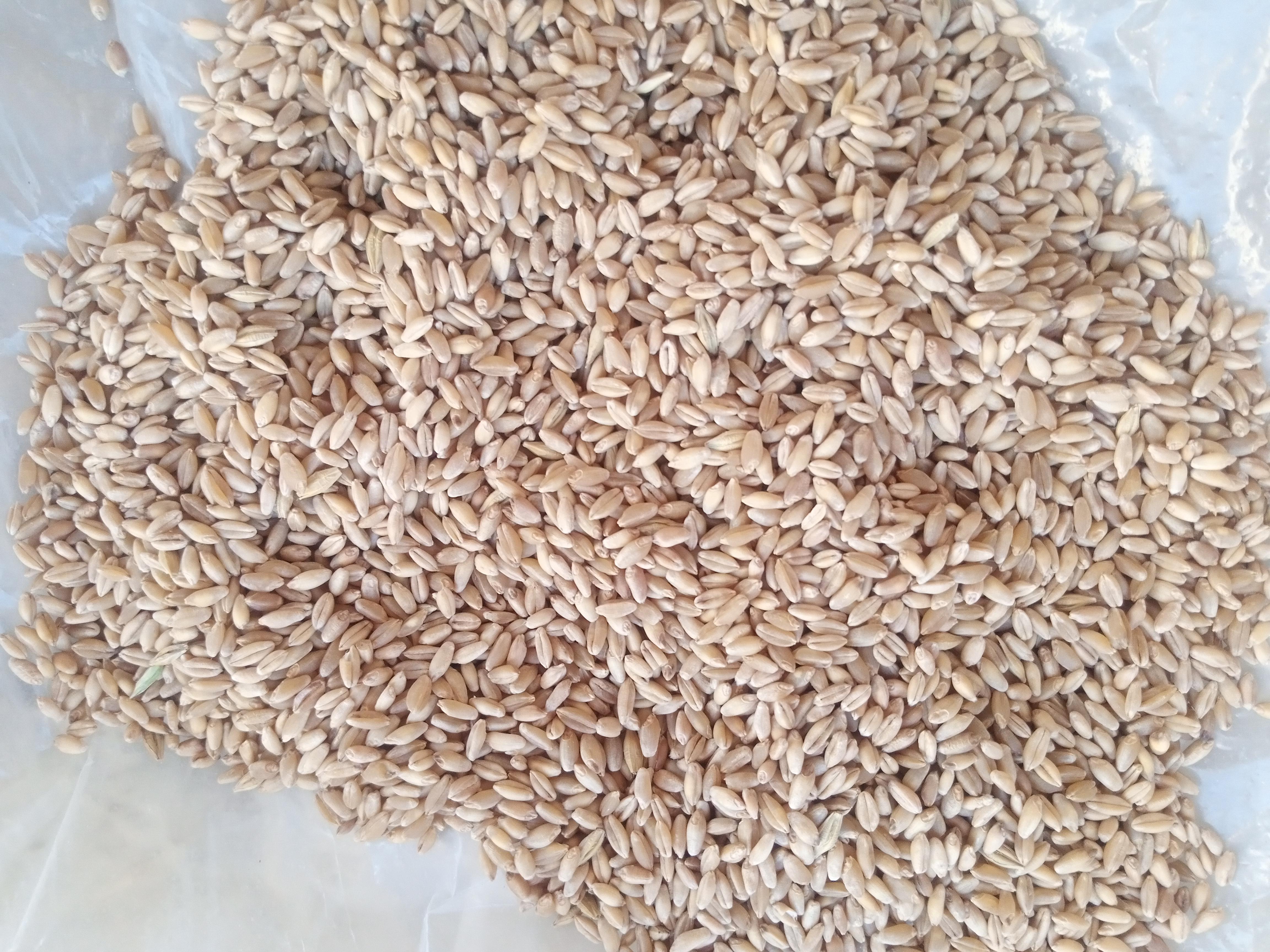 Buğday (Ekmeklik) - savaş barış tarafından verilen satılık buğday (ekmeklik) ilanını ve diğer satılık buğday (ekmeklik) ilanlarını tarimziraat.com adresinde bulabilirsiniz