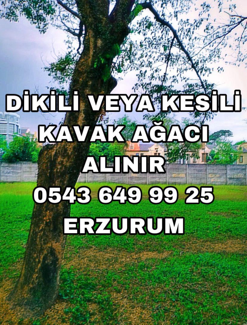 Kavak ağacı - Oğuzhan Çakir tarafından verilen kavak ağacı alım ilanını ve diğer kavak ağacı alım ilanlarını tarimziraat.com adresinde bulabilirsiniz